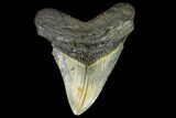 Fossil Megalodon Tooth - North Carolina #109878-1